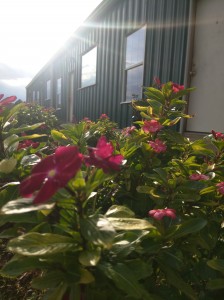 2810 front with flowers